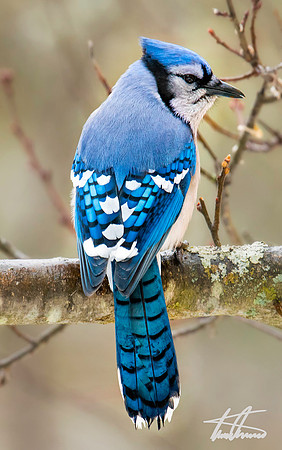Blue Jay II