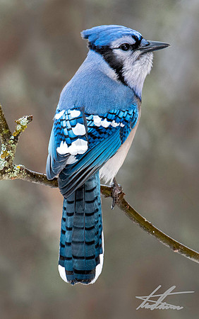 Blue Jay