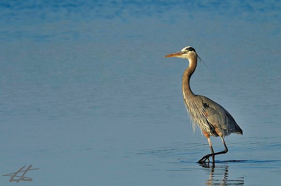 Great Blue Heron
