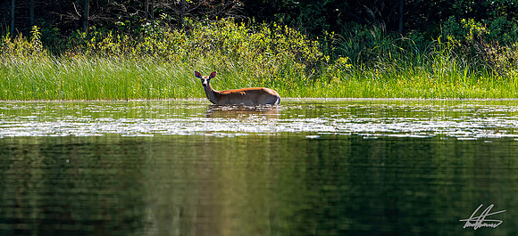 White Tailed Deer
