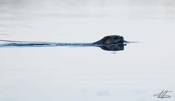 Early Morning Swim