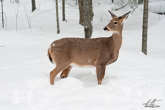 White Tailed Deer
