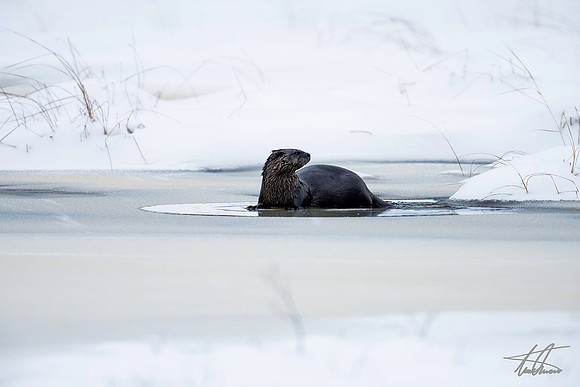 Winter Otter