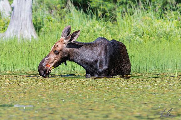 Moose