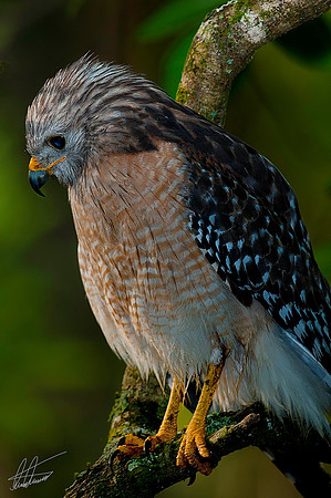Red Shoulder Hawk