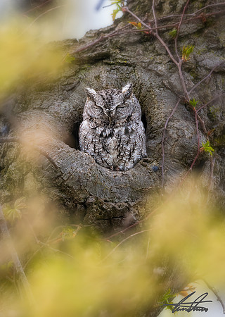 Screech Owl