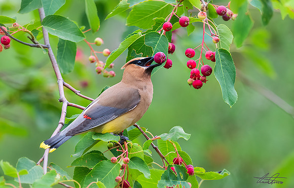 Cedar Waxwing