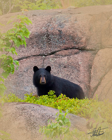 Black Bear