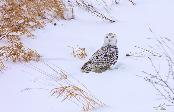 Winter Snowy