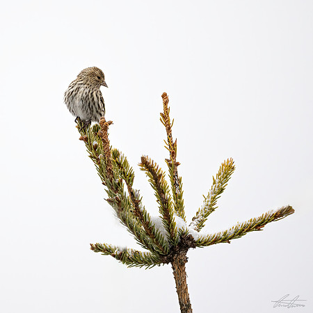 Pine Siskin
