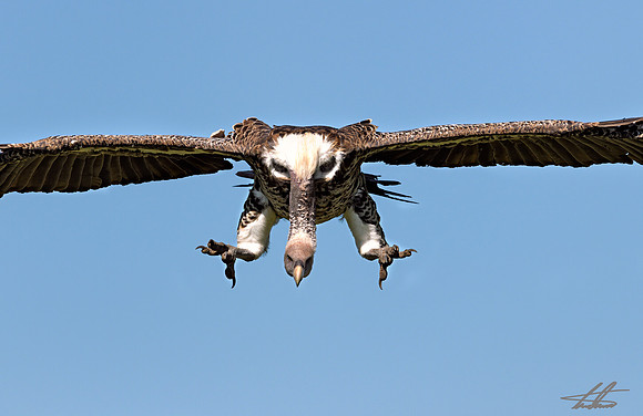 African White-Backed Vulture