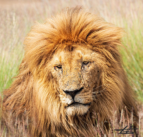 Mufasa