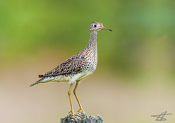Upland Sandpiper