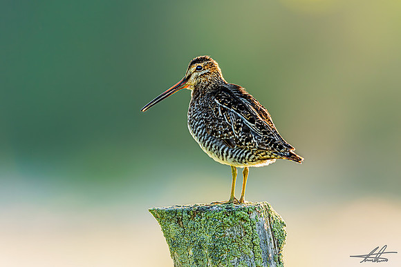 Wilson's Snipe