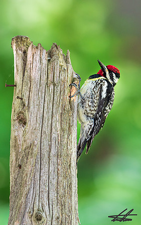 Yellow-Bellied Sapsucker