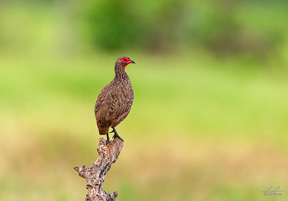 Swainson's Spurfowl