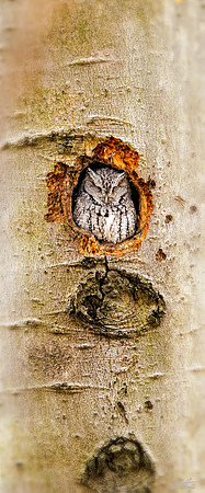 Eastern Screech Owl