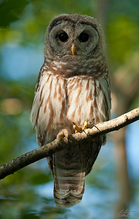 The Wise One