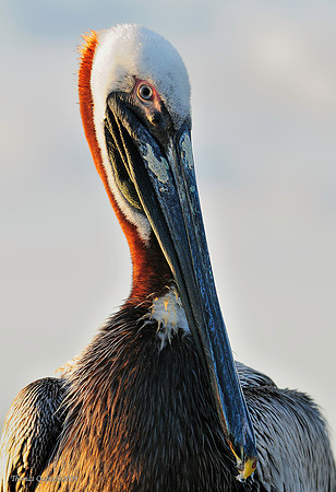 Brown Pelican II