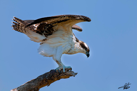 Osprey