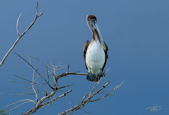 Brown Pelican