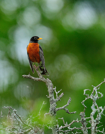 American Robin