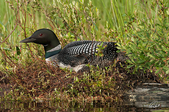 Loon On Nest