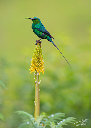 Malachite Sunbird