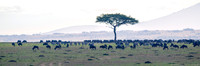Wildebeest-Zebra Grazing In The Afternoon Haza