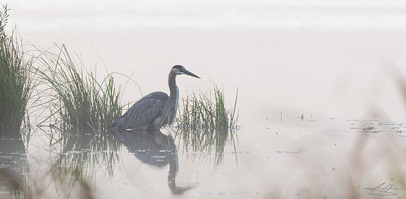 Heron In The Mist