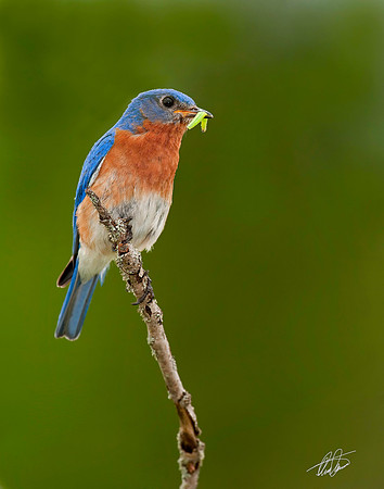 Male Bluebird