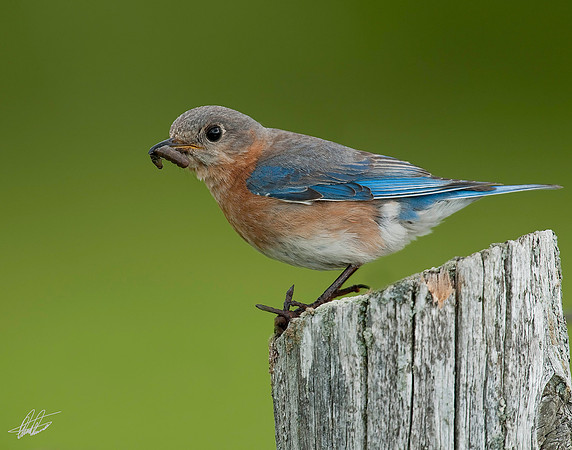 Female Bluebird