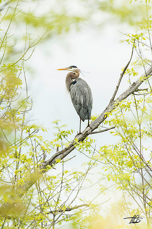 Great Blue