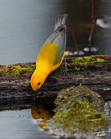Prothonotary Warbler