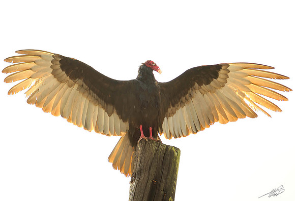 Turkey Vulture