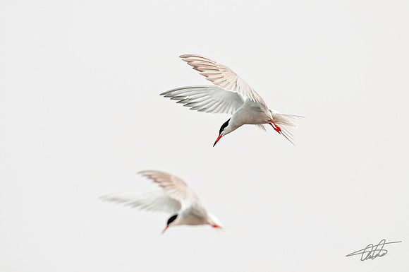 Two Terns