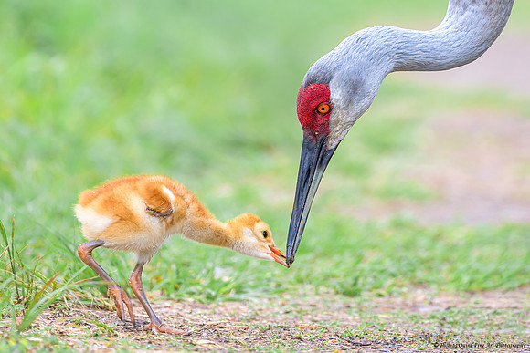 Sandhill Crane & Colt