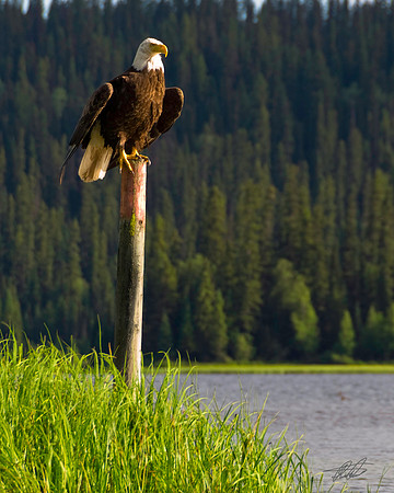 Bald Eagle