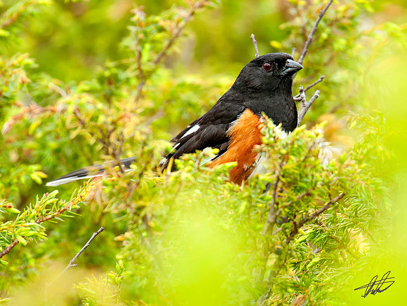 Eastern Towhee
