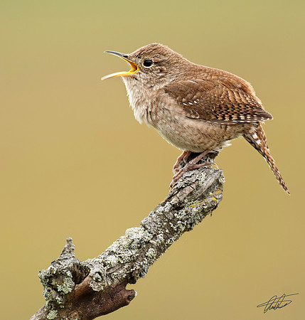 Young House Wren