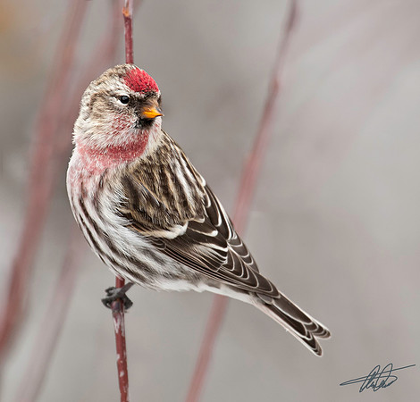 Common Redpoll