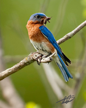 Blue Bird
