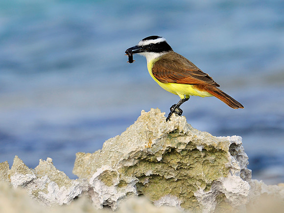 Kiskadee On Coral