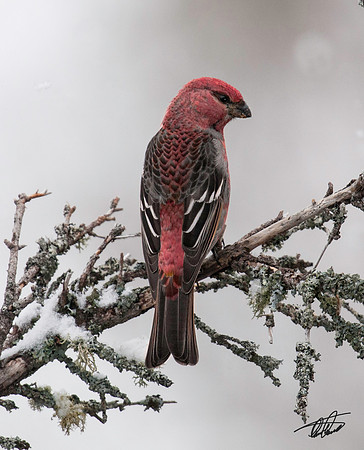 Pine Grosbeak