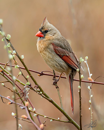 Female Northern Cardinal